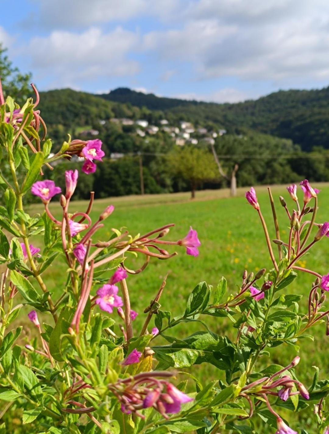 Ferienwohnung Zum Maerchenwald Bergfreiheit Dış mekan fotoğraf